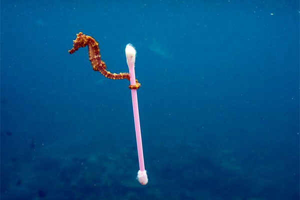 morski konjić sa štapićem za uši