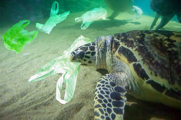 plastika u moru kornjača plastika